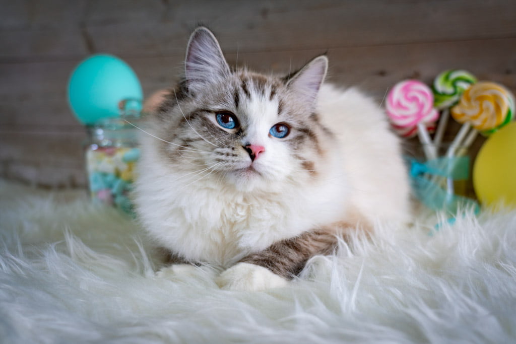 Ania.Perle_di_Sibir.femmina.gatto_siberiano.neva_masquerade.seal_tabby_point_with_white.DSC04796