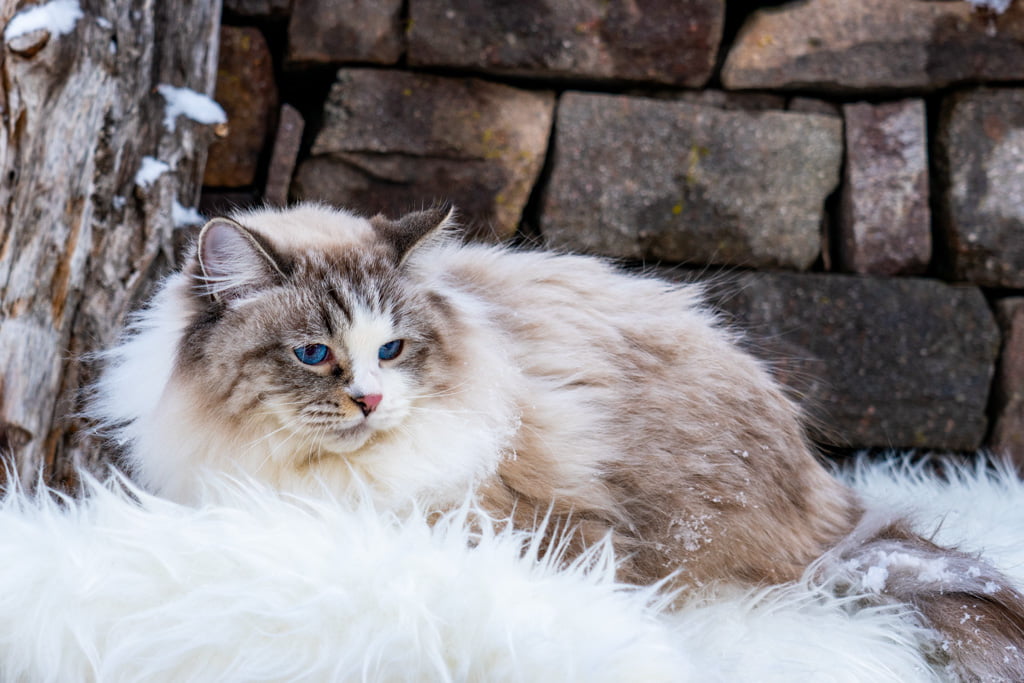 Ania.Perle_di_Sibir.femmina.gatto_siberiano.neva_masquerade.seal_tabby_point_with_white.DSC07265