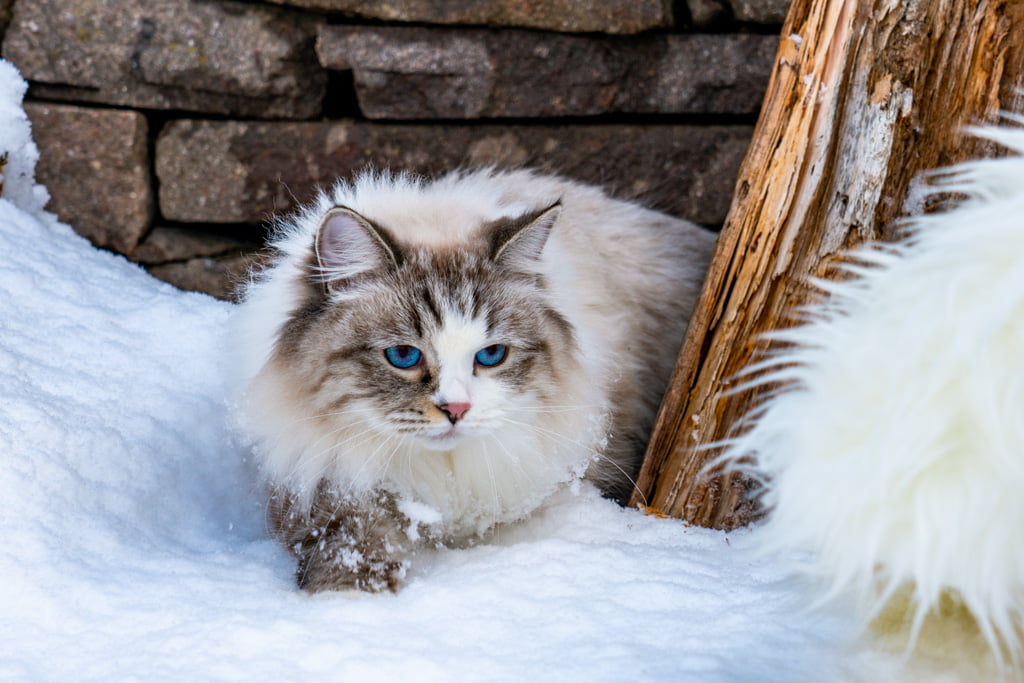 Ania.Perle_di_Sibir.femmina.gatto_siberiano.neva_masquerade.seal_tabby_point_with_white.DSC07270