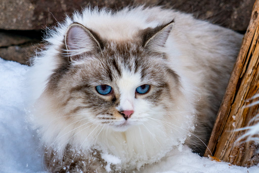 Ania.Perle_di_Sibir.femmina.gatto_siberiano.neva_masquerade.seal_tabby_point_with_white.DSC07271