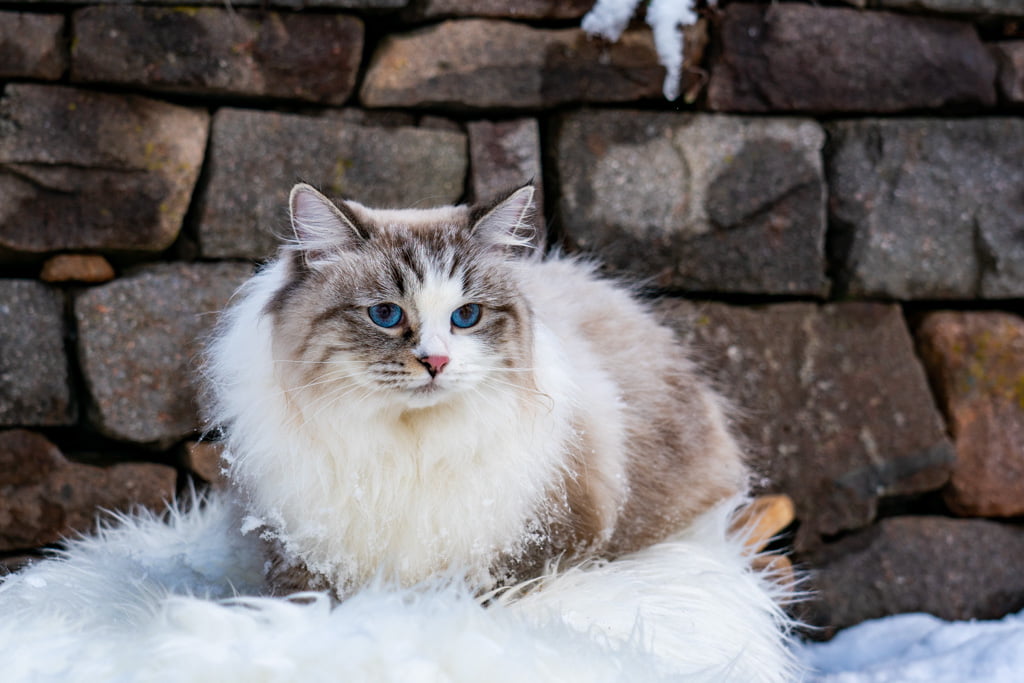Ania.Perle_di_Sibir.femmina.gatto_siberiano.neva_masquerade.seal_tabby_point_with_white.DSC07283
