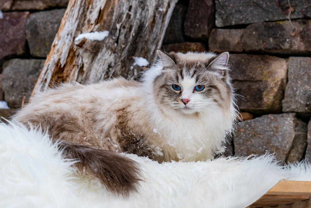 Ania.Perle_di_Sibir.femmina.gatto_siberiano.neva_masquerade.seal_tabby_point_with_white.DSC07292