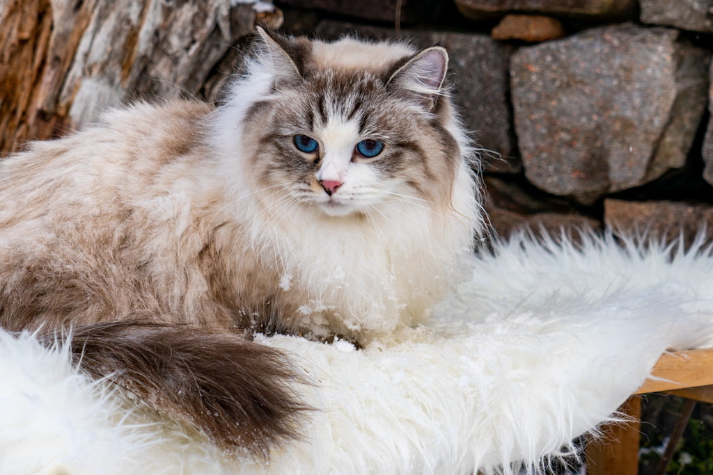 Ania.Perle_di_Sibir.femmina.gatto_siberiano.neva_masquerade.seal_tabby_point_with_white.DSC07299