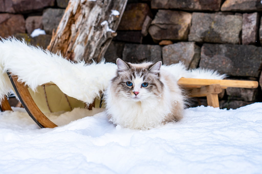 Ania.Perle_di_Sibir.femmina.gatto_siberiano.neva_masquerade.seal_tabby_point_with_white.DSC07303