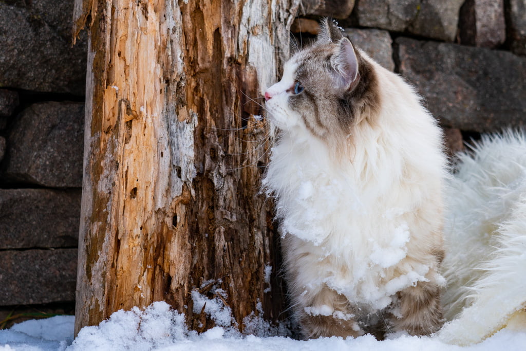 Ania.Perle_di_Sibir.femmina.gatto_siberiano.neva_masquerade.seal_tabby_point_with_white.DSC07310