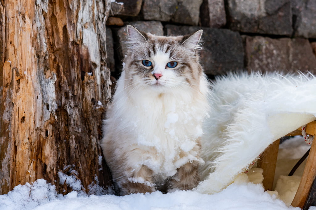 Ania.Perle_di_Sibir.femmina.gatto_siberiano.neva_masquerade.seal_tabby_point_with_white.DSC07316