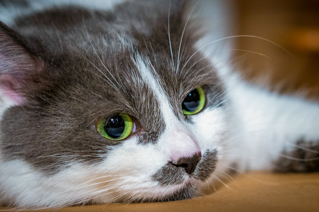 Aramis.Perle_di_Sibir.femmina.gatto_siberiano.blue_with_white.DSC05835