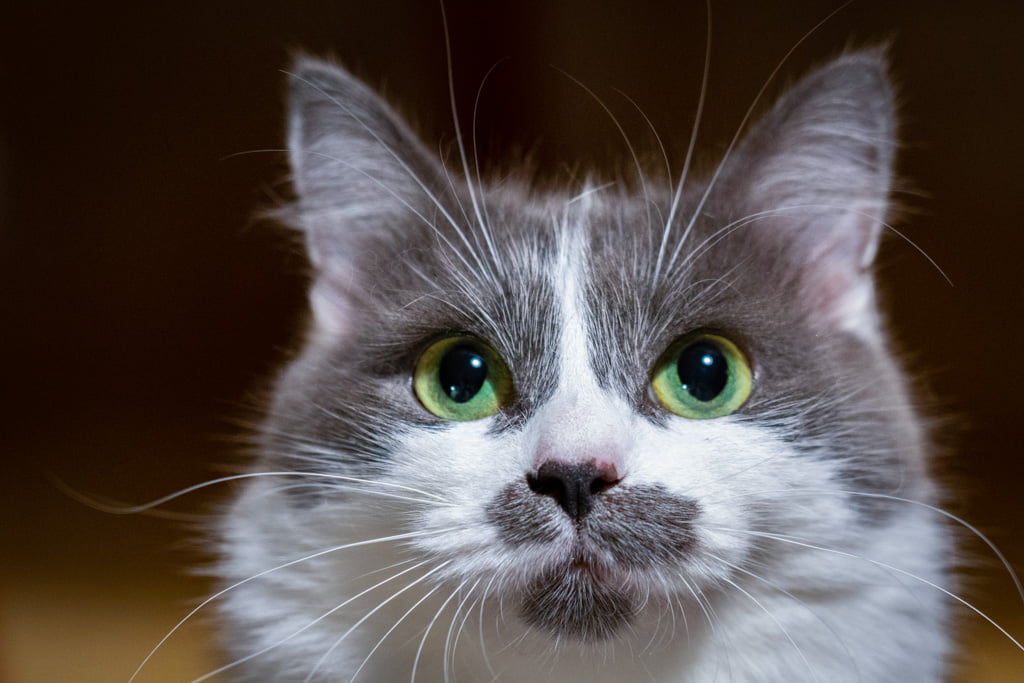 Aramis.Perle_di_Sibir.femmina.gatto_siberiano.blue_with_white.DSC05843