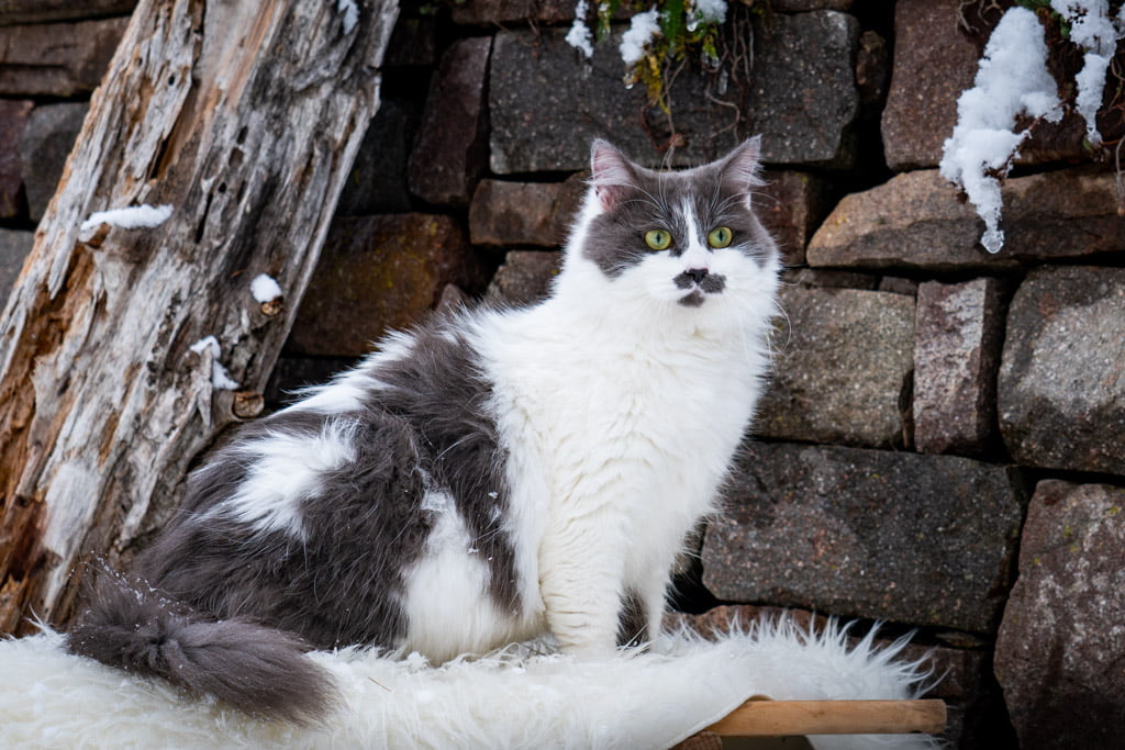 Aramis.Perle_di_Sibir.femmina.gatto_siberiano.blue_with_white.DSC07414