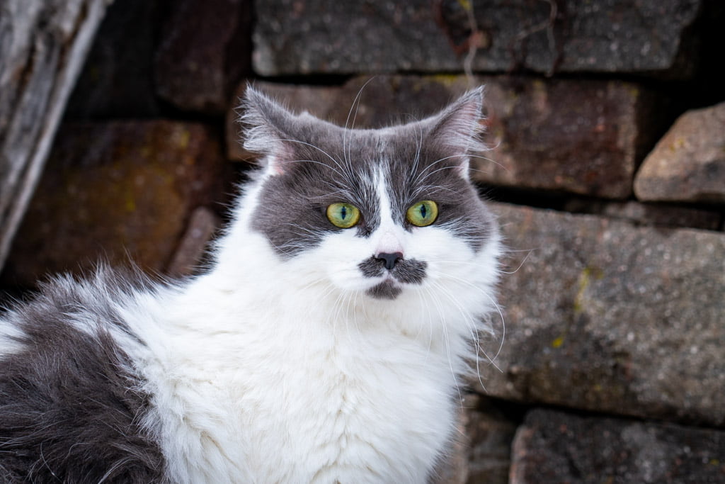 Aramis.Perle_di_Sibir.femmina.gatto_siberiano.blue_with_white.DSC07418