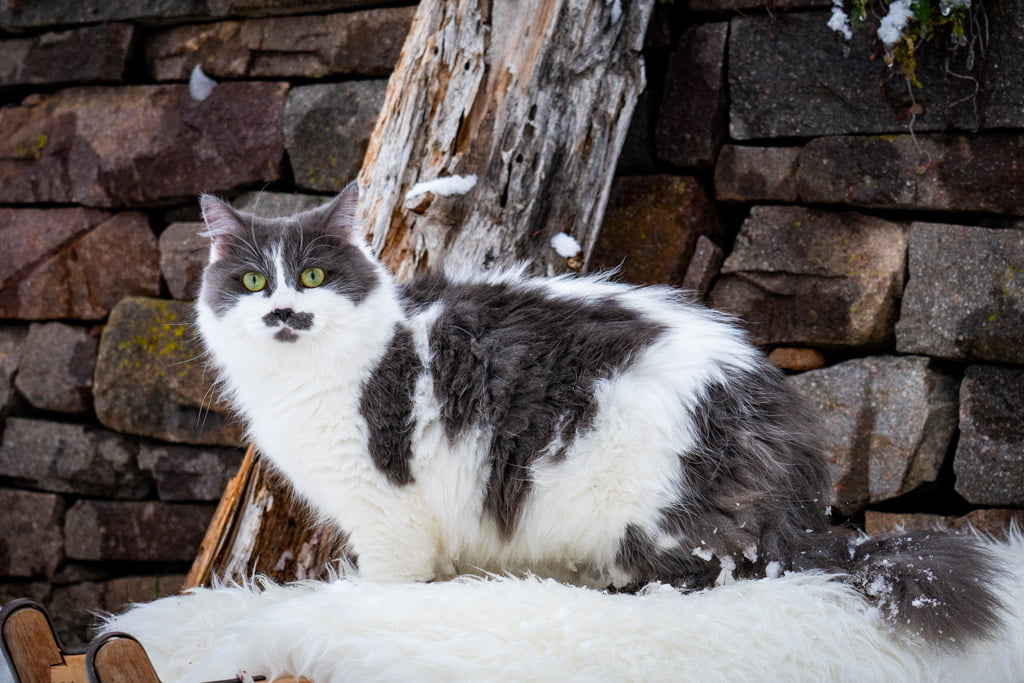 Aramis.Perle_di_Sibir.femmina.gatto_siberiano.blue_with_white.DSC07425