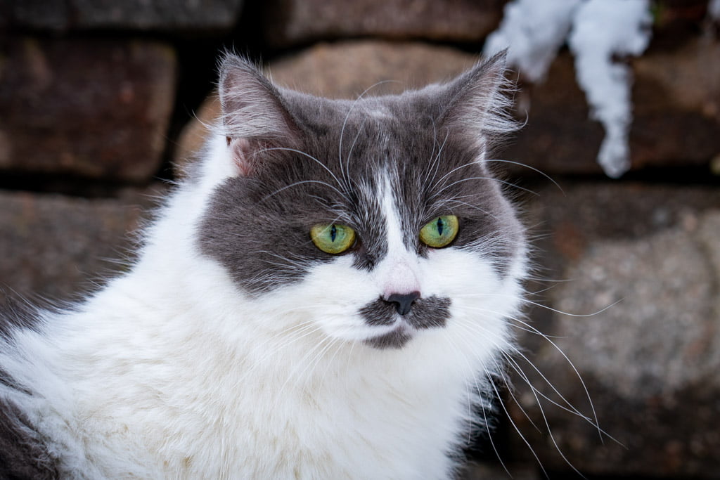 Aramis.Perle_di_Sibir.femmina.gatto_siberiano.blue_with_white.DSC07436