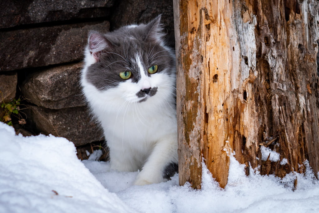 Aramis.Perle_di_Sibir.femmina.gatto_siberiano.blue_with_white.DSC07451
