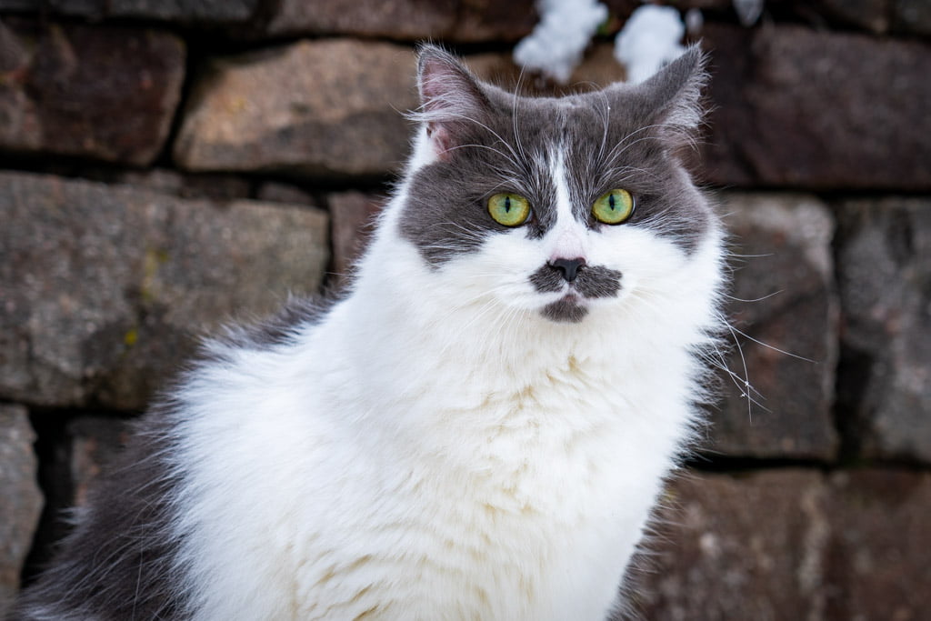 Aramis.Perle_di_Sibir.femmina.gatto_siberiano.blue_with_white.DSC07469