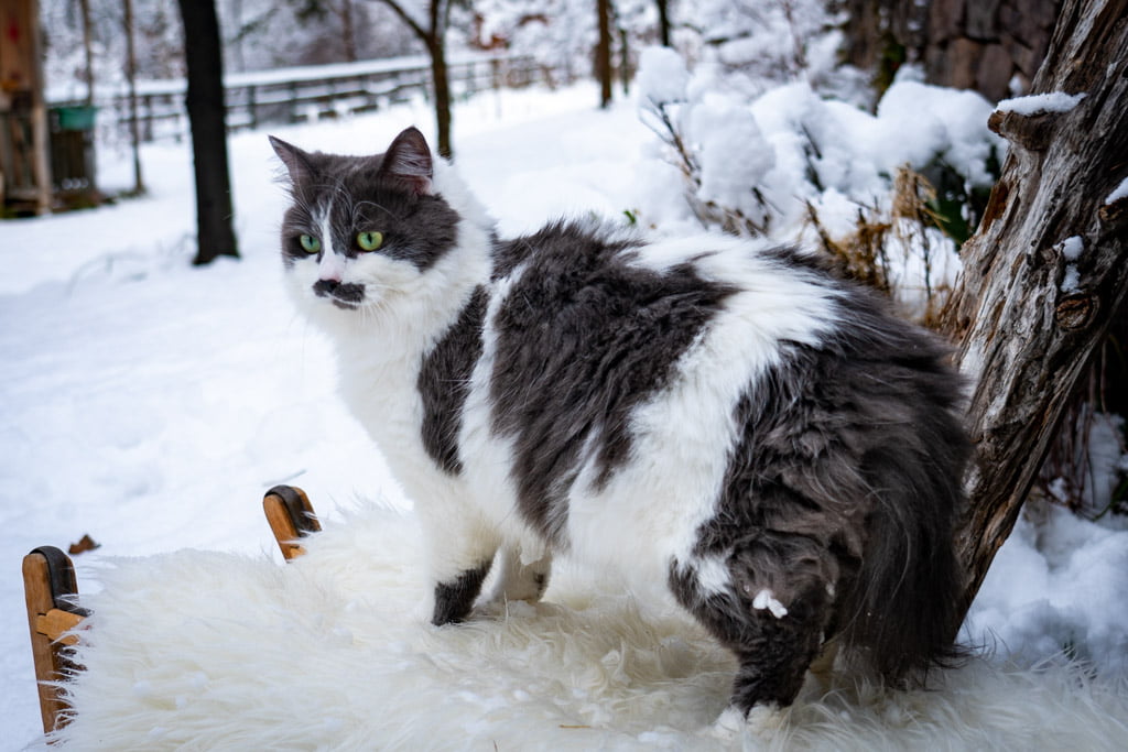 Aramis.Perle_di_Sibir.femmina.gatto_siberiano.blue_with_white.DSC07498