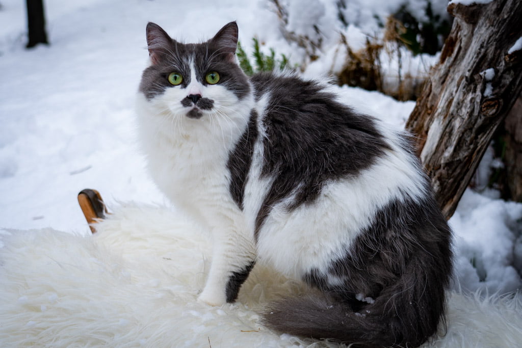 Aramis.Perle_di_Sibir.femmina.gatto_siberiano.blue_with_white.DSC07505