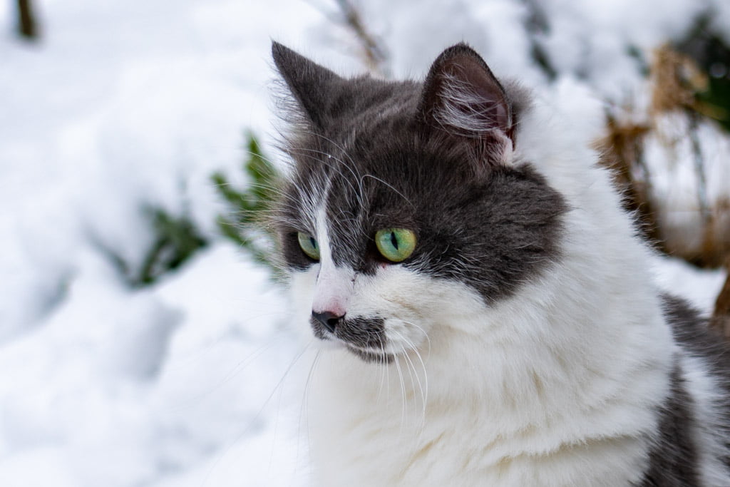 Aramis.Perle_di_Sibir.femmina.gatto_siberiano.blue_with_white.DSC07506