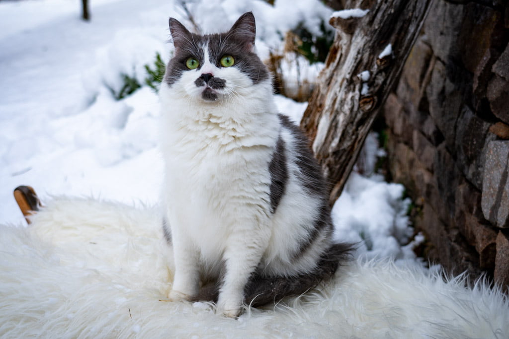 Aramis.Perle_di_Sibir.femmina.gatto_siberiano.blue_with_white.DSC07510