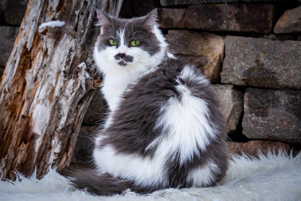 Aramis.Perle_di_Sibir.femmina.gatto_siberiano.blue_with_white.DSC07515