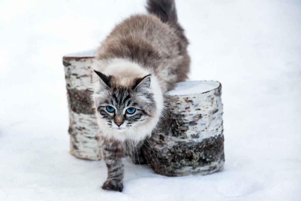 Brina.Perle_di_Sibir.femmina.gatto_siberiano.neva_masquerade.seal_tabby_point.01