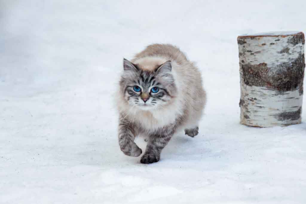 Brina.Perle_di_Sibir.femmina.gatto_siberiano.neva_masquerade.seal_tabby_point.02