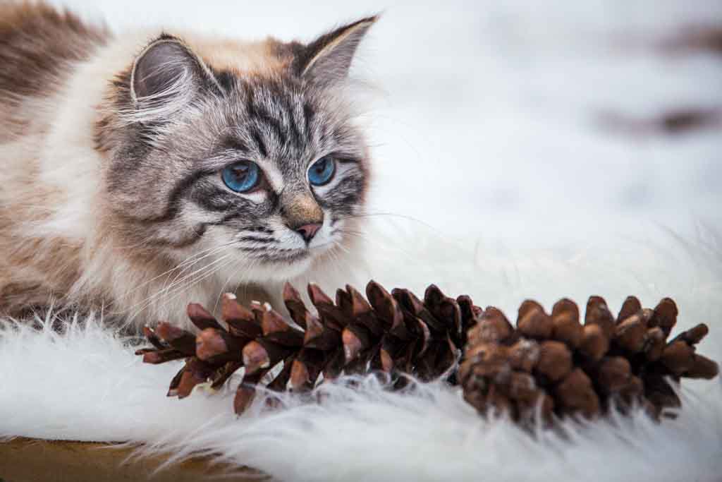 Brina.Perle_di_Sibir.femmina.gatto_siberiano.neva_masquerade.seal_tabby_point.05