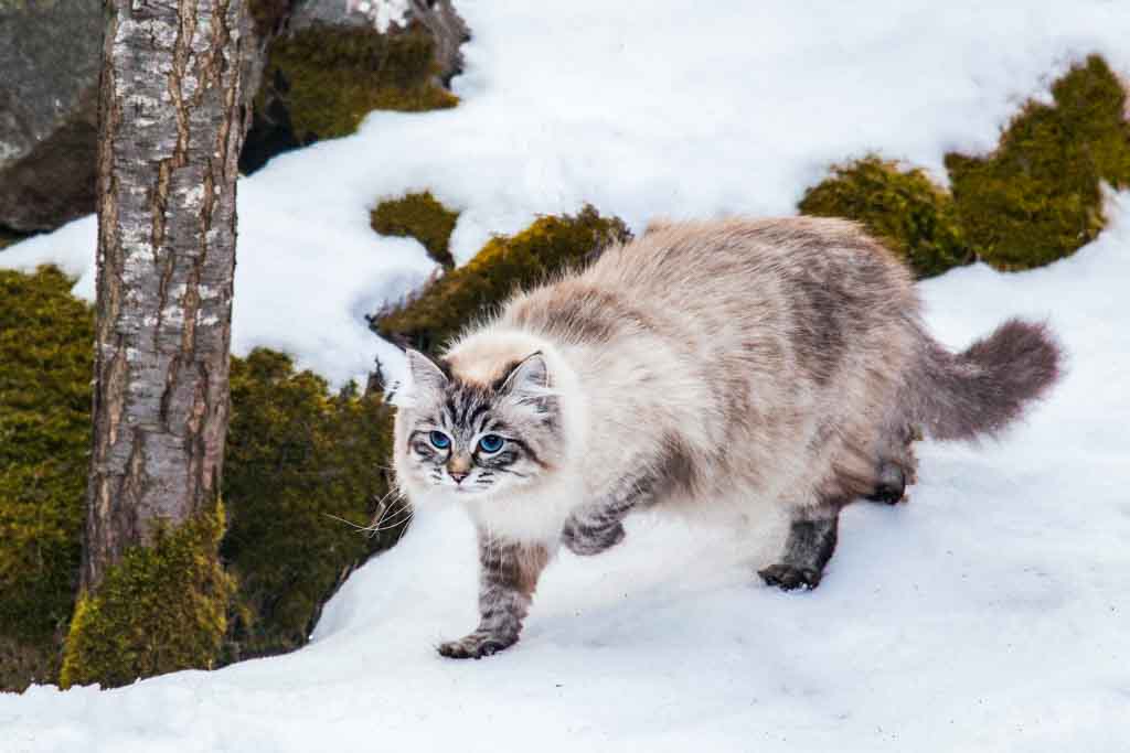 Brina.Perle_di_Sibir.femmina.gatto_siberiano.neva_masquerade.seal_tabby_point.06