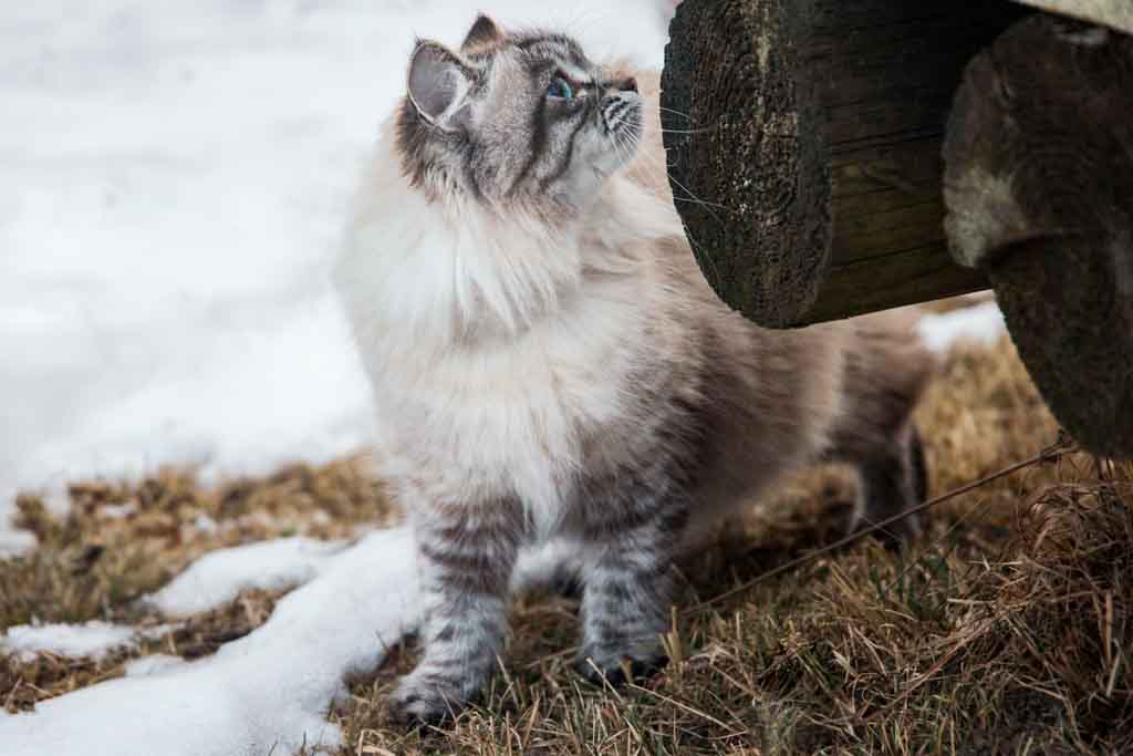 Brina.Perle_di_Sibir.femmina.gatto_siberiano.neva_masquerade.seal_tabby_point.08