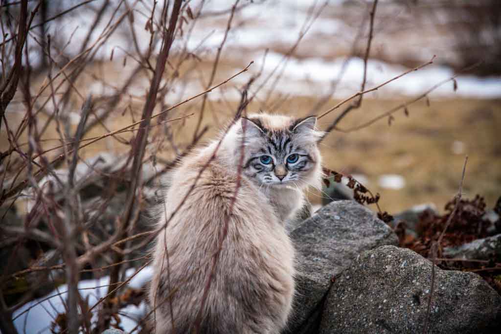Brina.Perle_di_Sibir.femmina.gatto_siberiano.neva_masquerade.seal_tabby_point.09