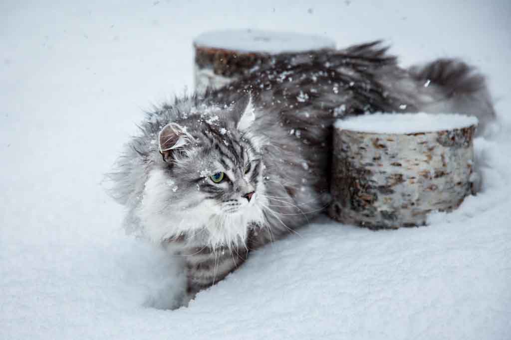 Clod.Perle_di_Sibir.maschio.gatto_siberiano.black_silver_spotted.03