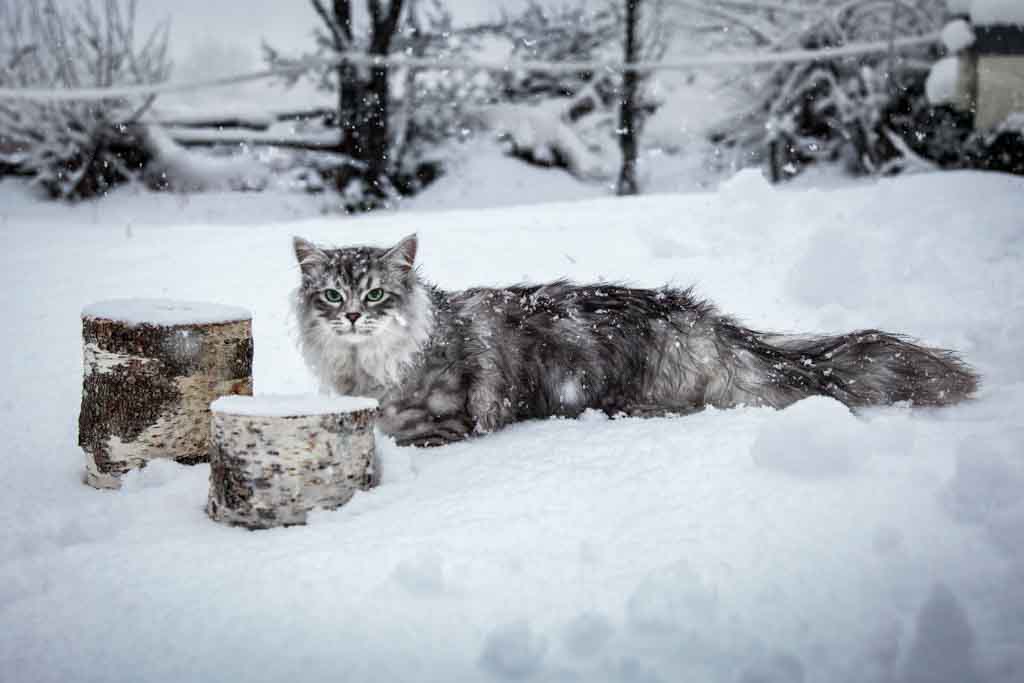 Clod.Perle_di_Sibir.maschio.gatto_siberiano.black_silver_spotted.04
