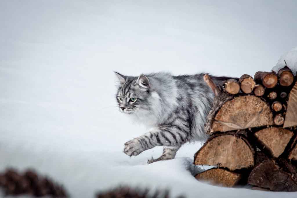 Clod.Perle_di_Sibir.maschio.gatto_siberiano.black_silver_spotted.05