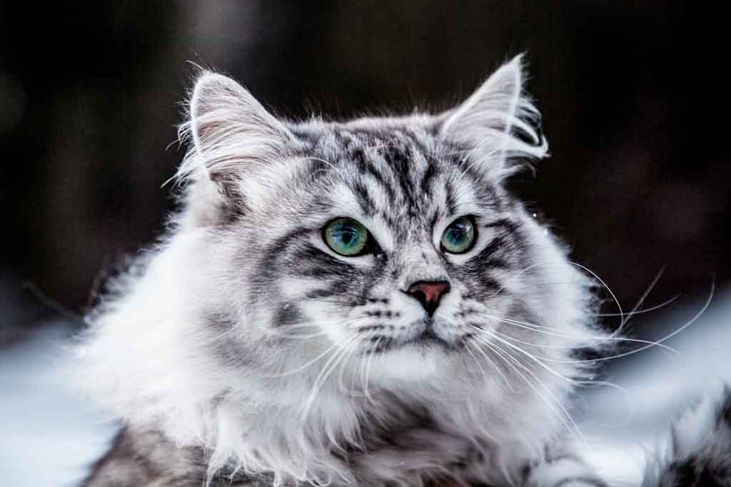 Clod.Perle_di_Sibir.maschio.gatto_siberiano.black_silver_spotted.06