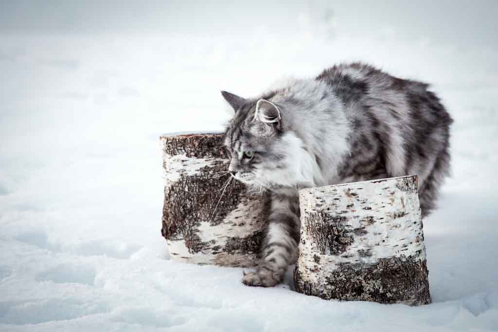 Clod.Perle_di_Sibir.maschio.gatto_siberiano.black_silver_spotted.07