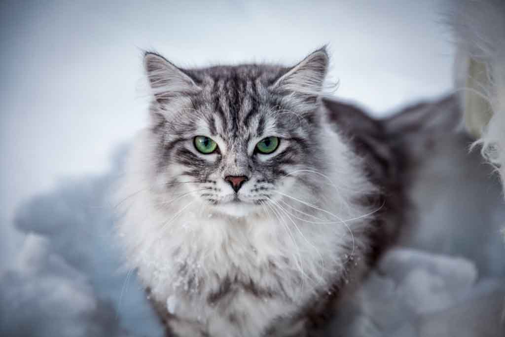 Clod.Perle_di_Sibir.maschio.gatto_siberiano.black_silver_spotted.08