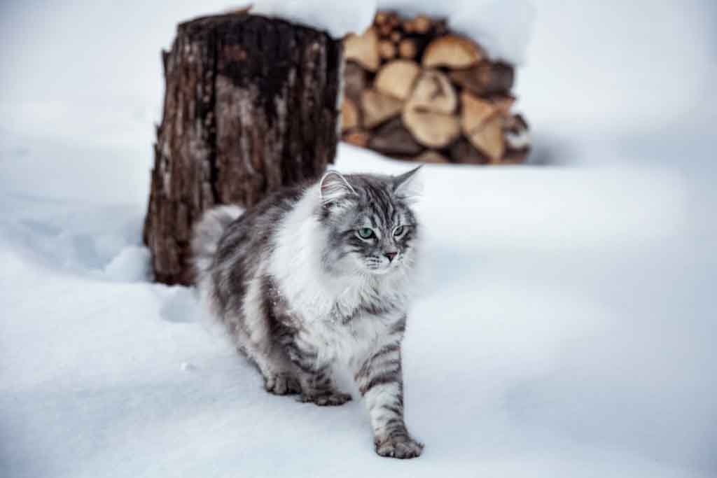 Clod.Perle_di_Sibir.maschio.gatto_siberiano.black_silver_spotted.09