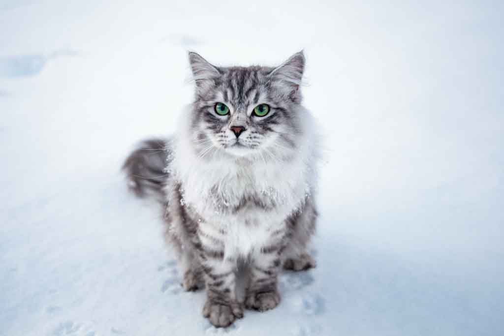 Clod.Perle_di_Sibir.maschio.gatto_siberiano.black_silver_spotted.10