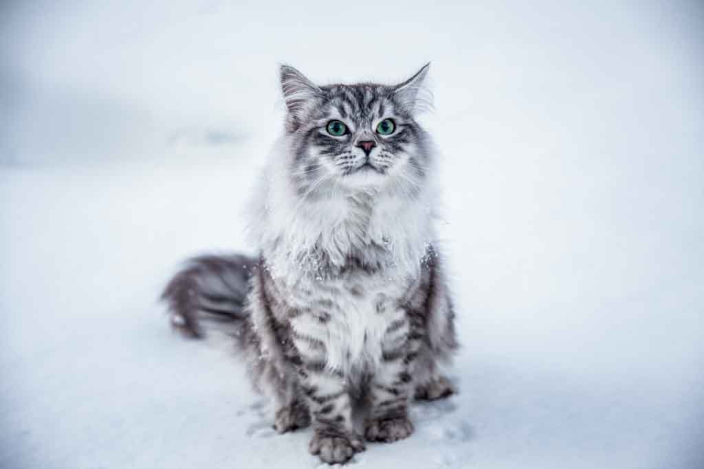 Clod.Perle_di_Sibir.maschio.gatto_siberiano.black_silver_spotted.11