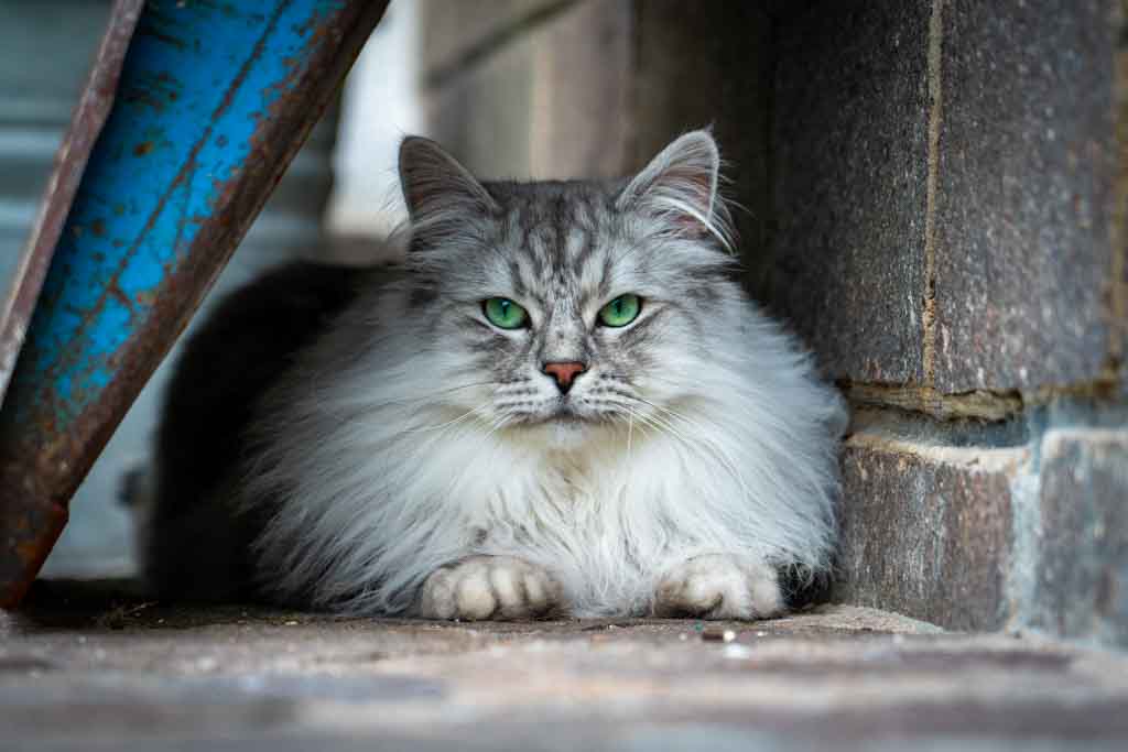 Clod.Perle_di_Sibir.maschio.gatto_siberiano.black_silver_spotted.DSC03349