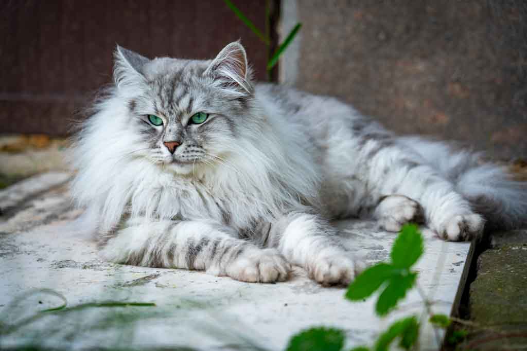 Clod.Perle_di_Sibir.maschio.gatto_siberiano.black_silver_spotted.DSC03357