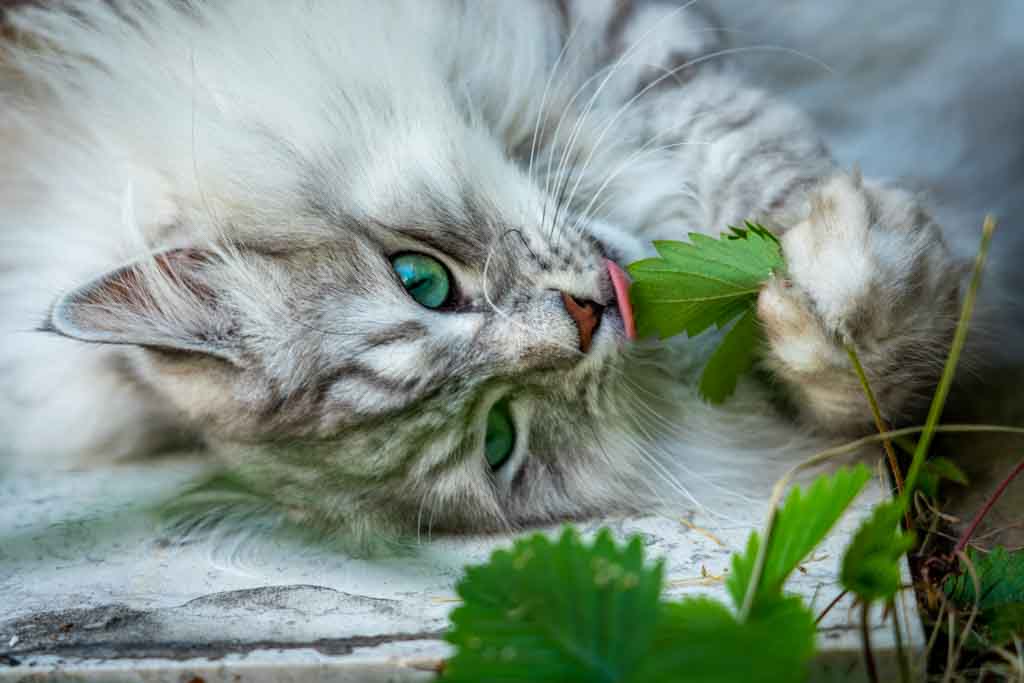 Clod.Perle_di_Sibir.maschio.gatto_siberiano.black_silver_spotted.DSC03371