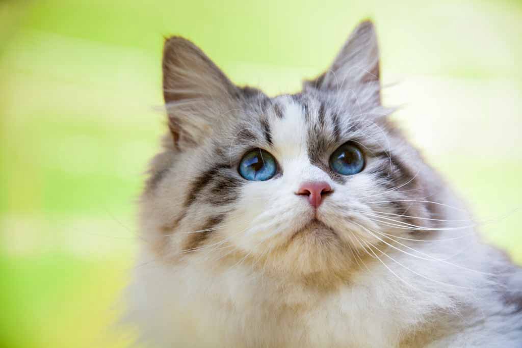 Demi.Perle_di_Sibir.femmina.gatto_siberiano.neva_masquerade.seal_tabby_point_with_white.01