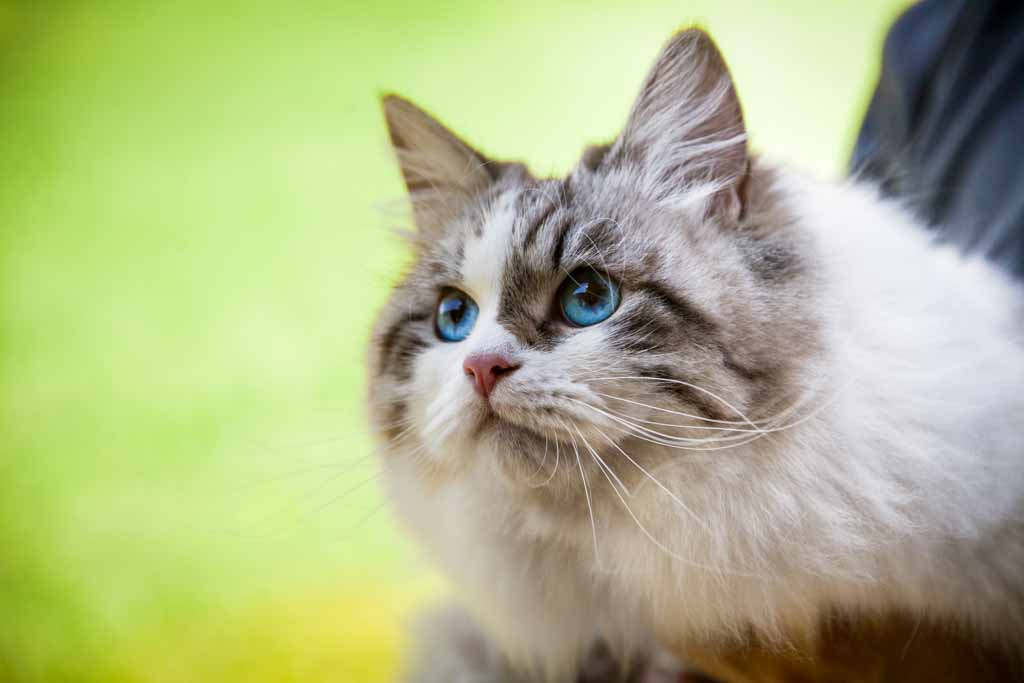 Demi.Perle_di_Sibir.femmina.gatto_siberiano.neva_masquerade.seal_tabby_point_with_white.02