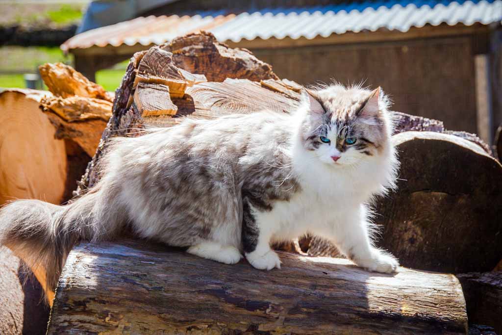 Demi.Perle_di_Sibir.femmina.gatto_siberiano.neva_masquerade.seal_tabby_point_with_white.03