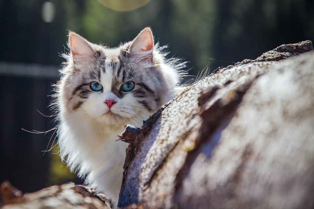 Demi.Perle_di_Sibir.femmina.gatto_siberiano.neva_masquerade.seal_tabby_point_with_white.04