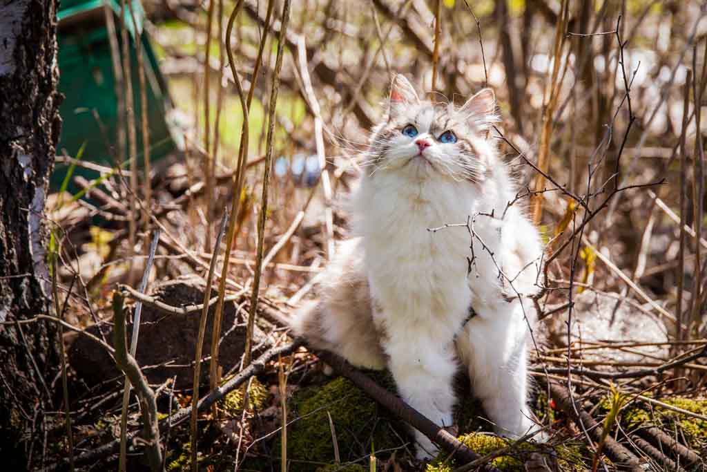 Demi.Perle_di_Sibir.femmina.gatto_siberiano.neva_masquerade.seal_tabby_point_with_white.05