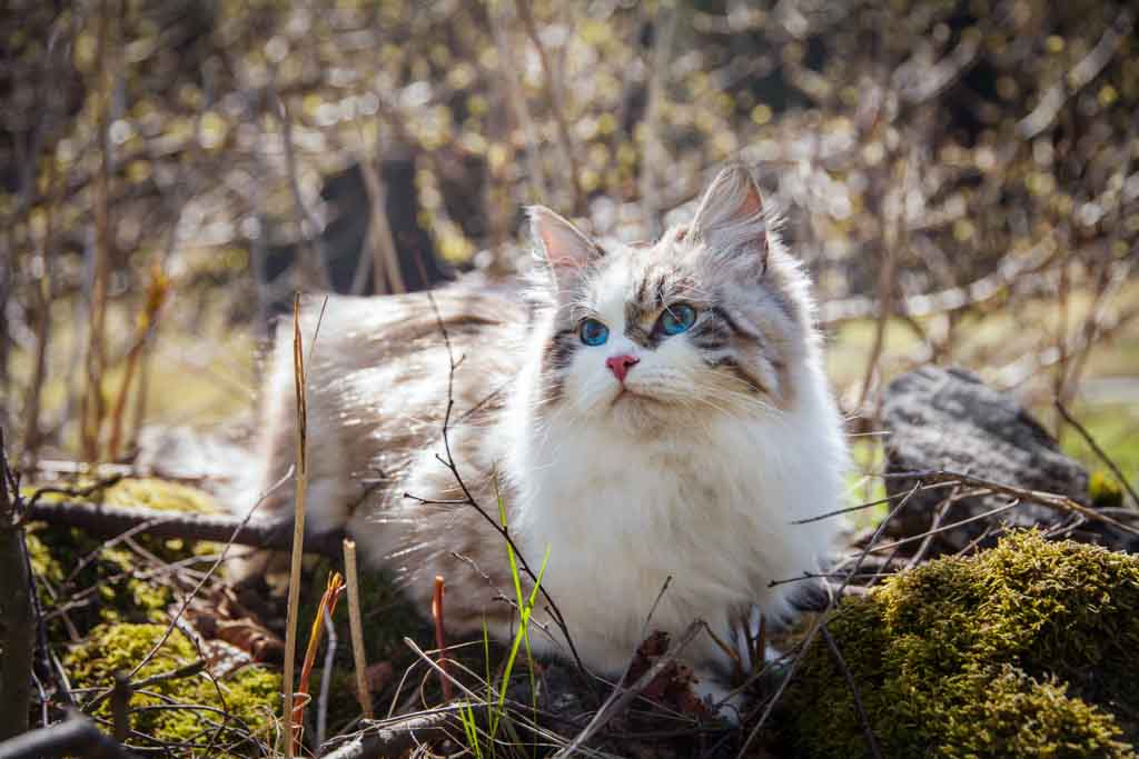 Demi.Perle_di_Sibir.femmina.gatto_siberiano.neva_masquerade.seal_tabby_point_with_white.06