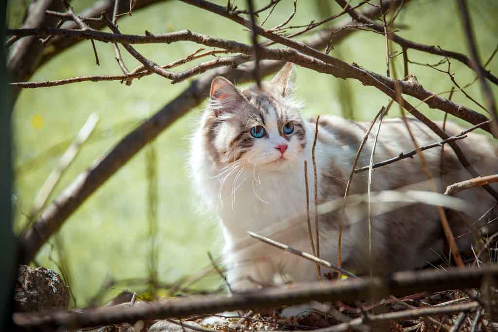 Demi.Perle_di_Sibir.femmina.gatto_siberiano.neva_masquerade.seal_tabby_point_with_white.07