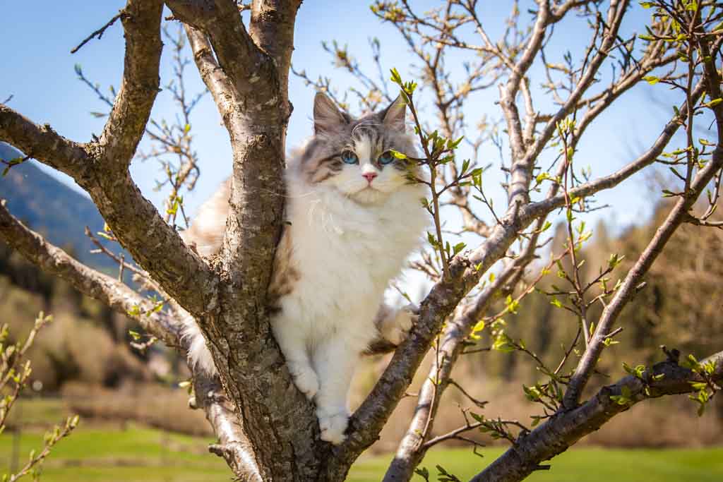 Demi.Perle_di_Sibir.femmina.gatto_siberiano.neva_masquerade.seal_tabby_point_with_white.08