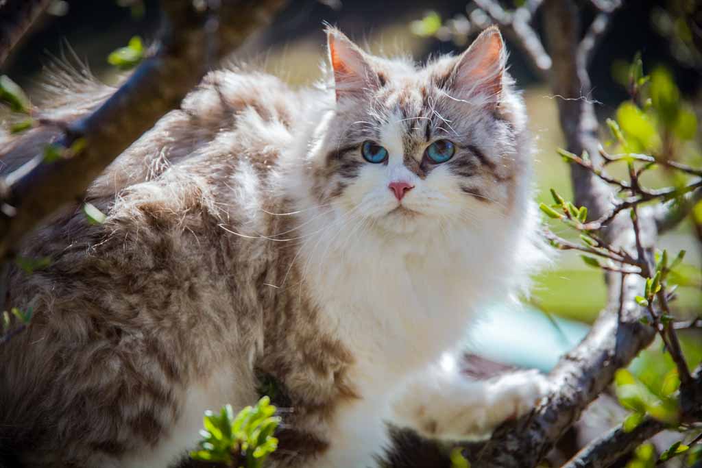 Demi.Perle_di_Sibir.femmina.gatto_siberiano.neva_masquerade.seal_tabby_point_with_white.09